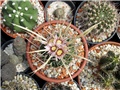 Stenocactus confusus